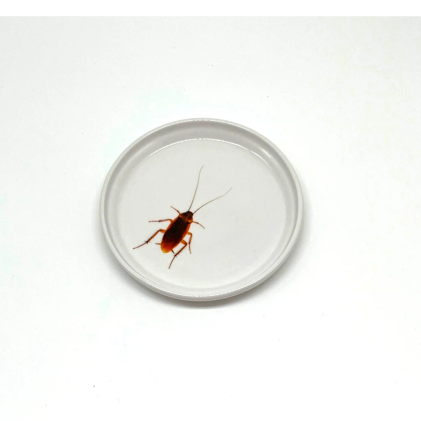 Roach Anything Dish, 5" JD & Company