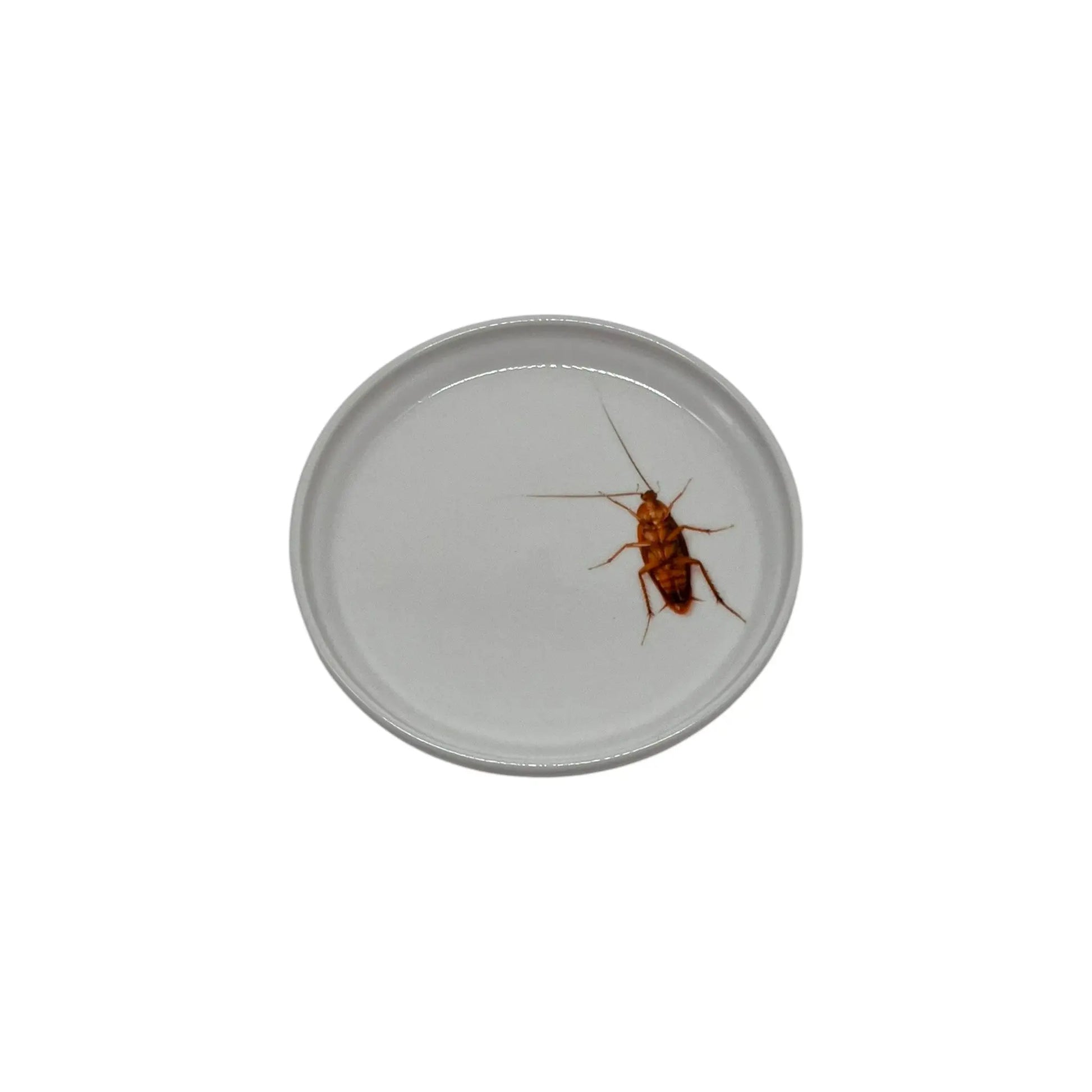 Dead Roach Anything Dish, 5" JD & Company