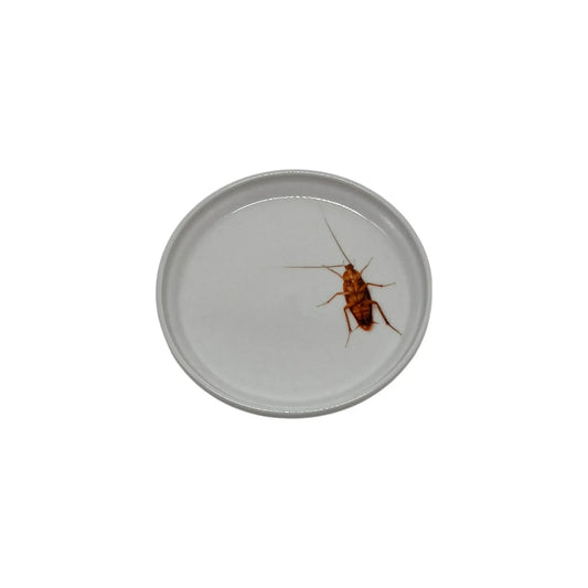 Dead Roach Anything Dish, 5" JD & Company