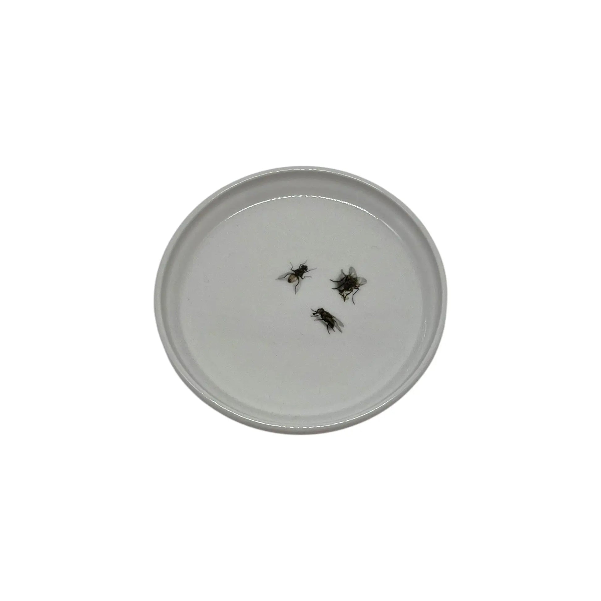 Fly Anything Dish, 5" JD & Company