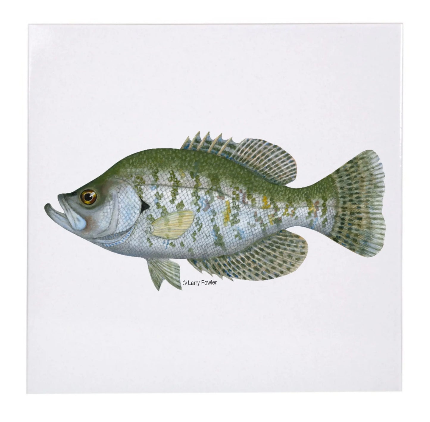 Sport Fish Trivet, 6" Faust Heirlooms